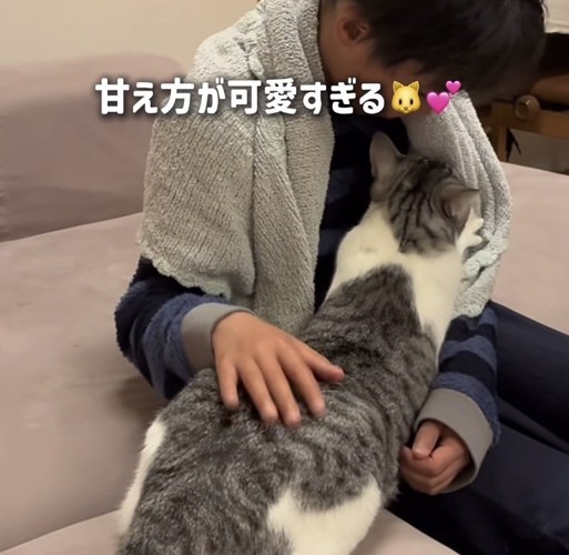 長男くんの胸でフミフミする保護猫