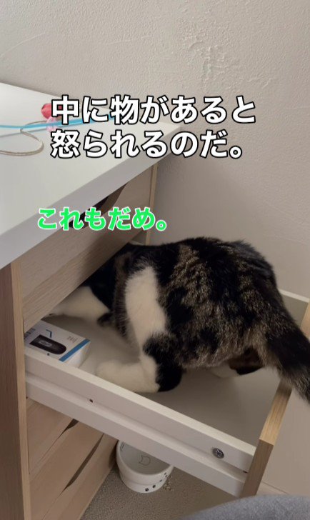 引き出しに入る猫