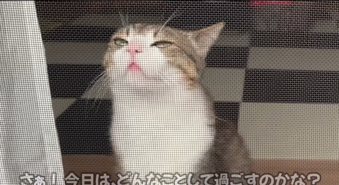 外を見る猫