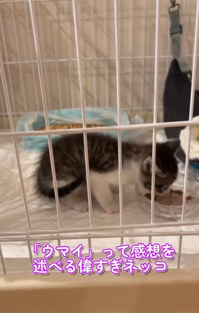 ごはんを食べる子猫