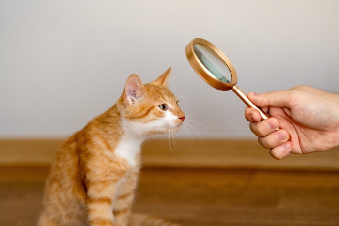 虫メガネで猫を見る