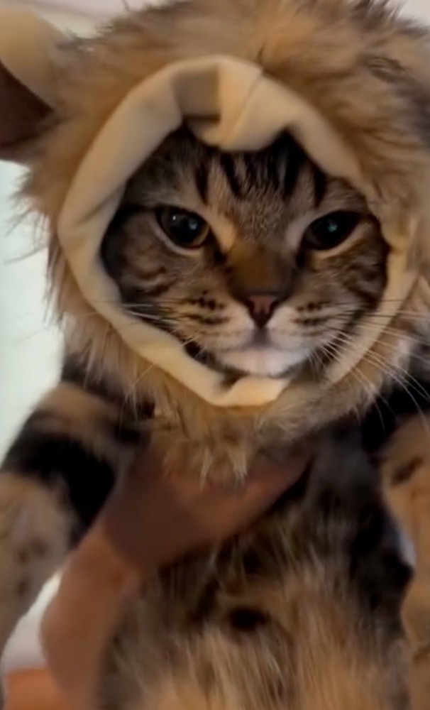 被り物をした猫