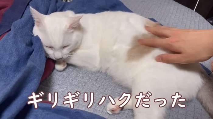 撫でられる猫