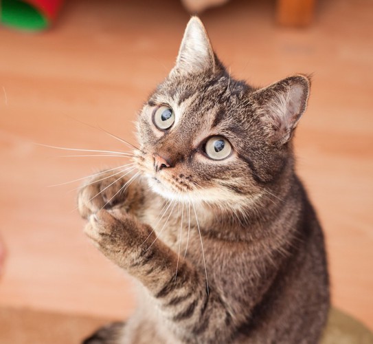 手を合わせておねだりをする猫