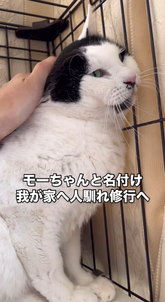 頭をなでられる猫