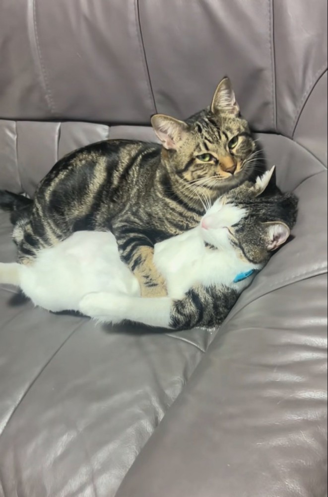 見つめる猫