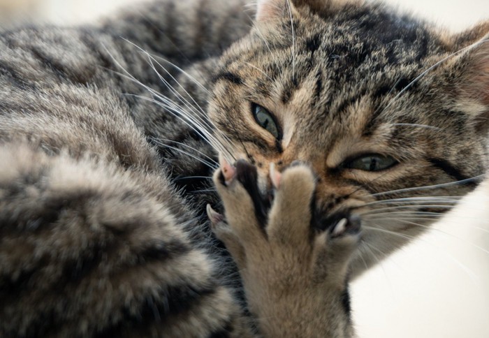 肉球に吸い付く猫