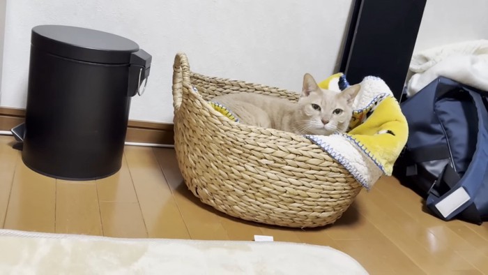 かごの中で寝る猫
