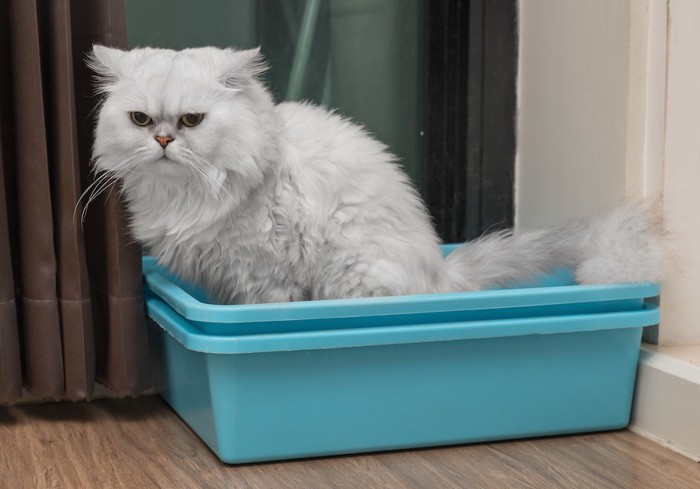 部屋の角にある猫トイレに入る猫