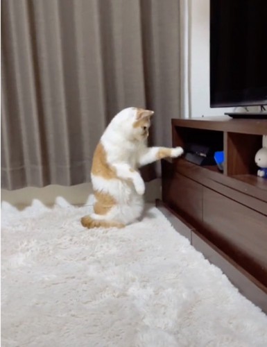起動を待つ猫