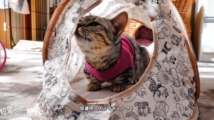 においを嗅ぐ猫