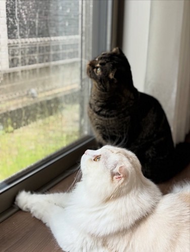 窓の外を見ている2匹の猫