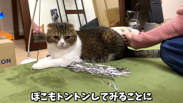 座る折れ耳猫