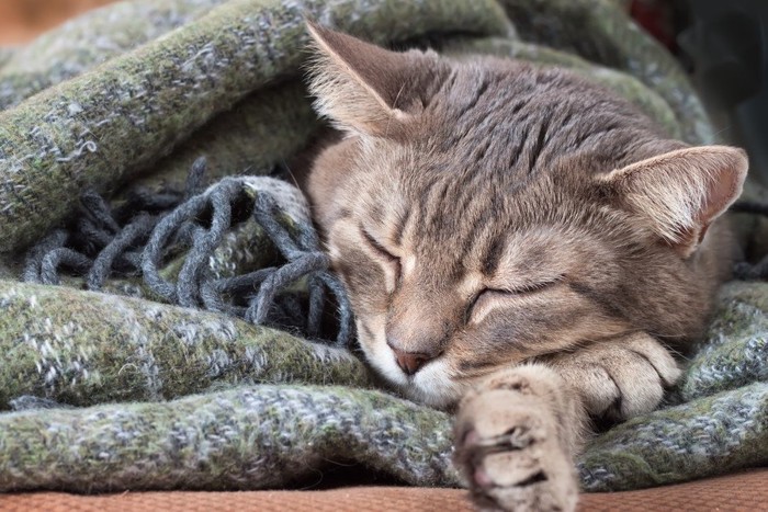 ブランケットにくるまっている猫