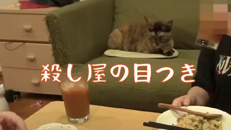 ソファーに座る猫