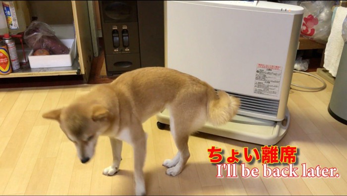 ストーブから離れていく犬