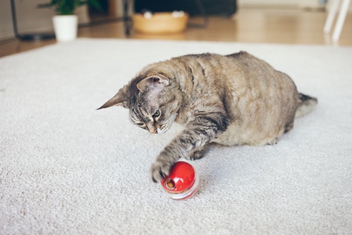 おやつが出てくるボールで遊ぶ猫