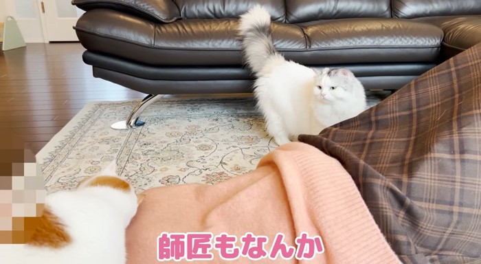 体に近づく猫