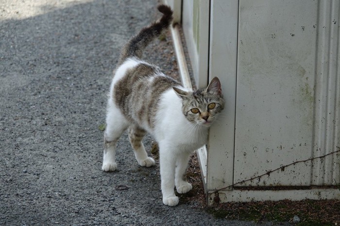 スリスリする猫