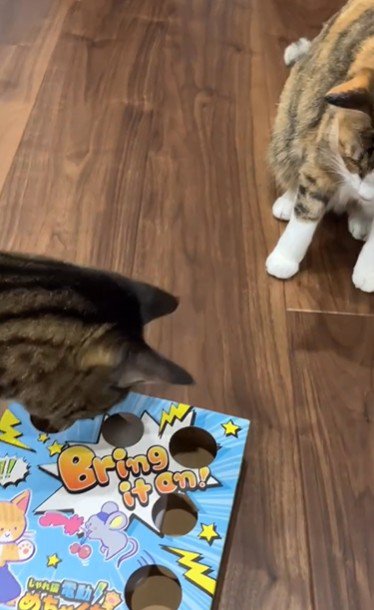 おもちゃで遊んでいる2匹の猫