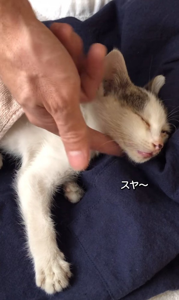 寝ている子猫を撫でる人の手