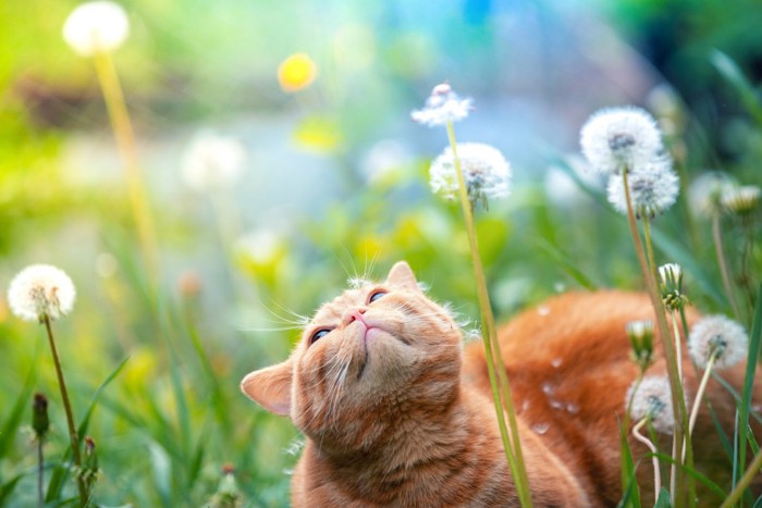 猫とタンポポ