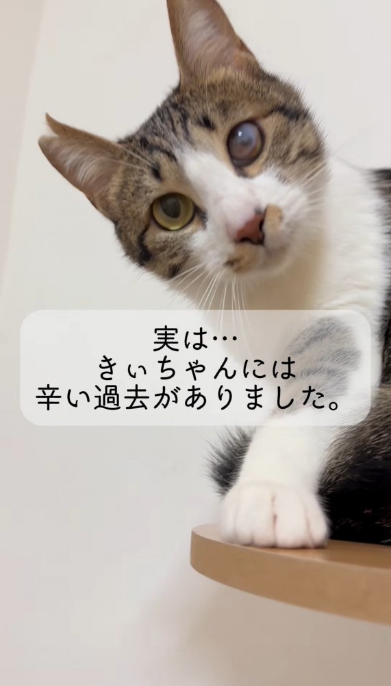 こちらを見る猫