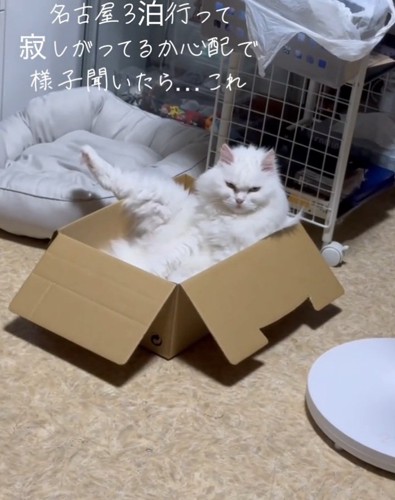 キメ顔の猫