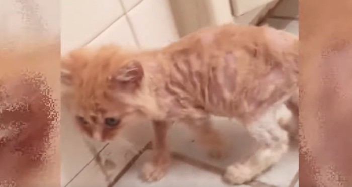 被毛を剃られたチャトラ