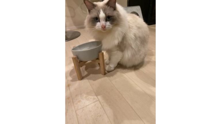 水を飲む猫