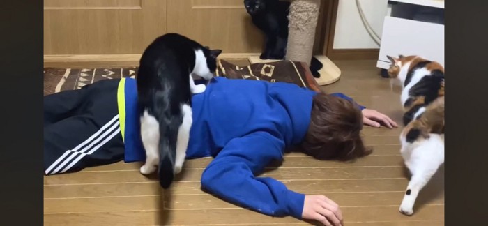 寄ってくる猫