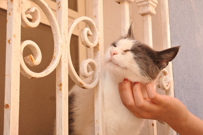 首を撫でられる猫