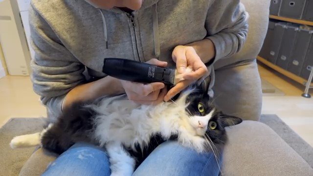 前足の毛をカットされる猫