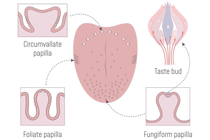 味覚の構造