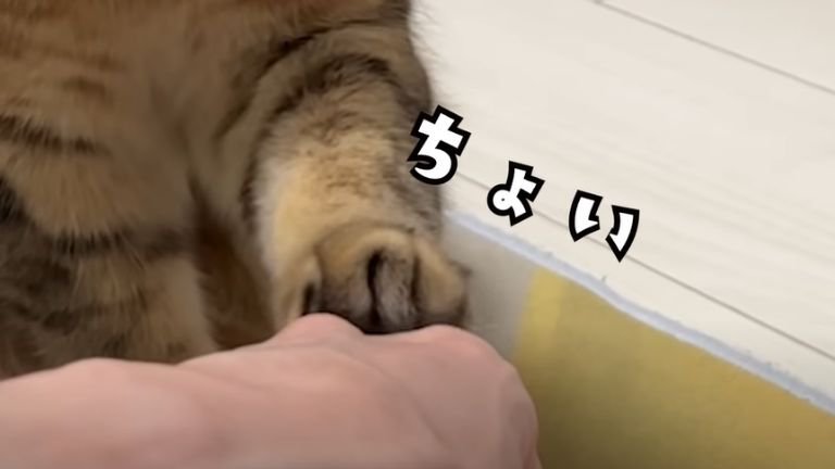 飼い主の手に足を乗せる猫