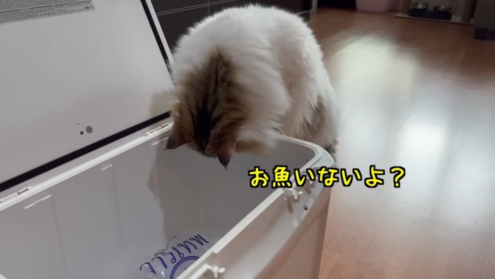 クーラーボックスをのぞく猫