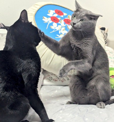 灰色猫に怒られる黒猫