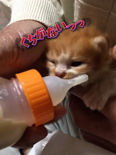 哺乳瓶に近づく子猫