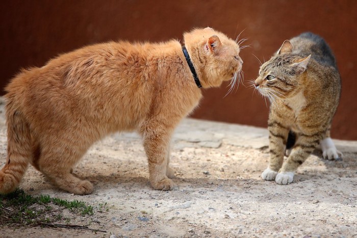 睨み合っている二匹の猫