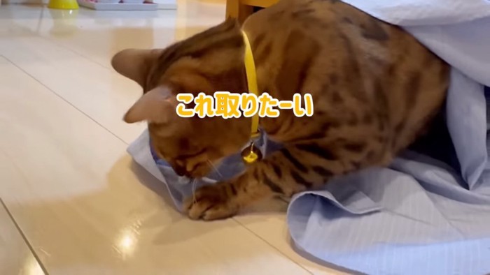 ボタンを見る猫