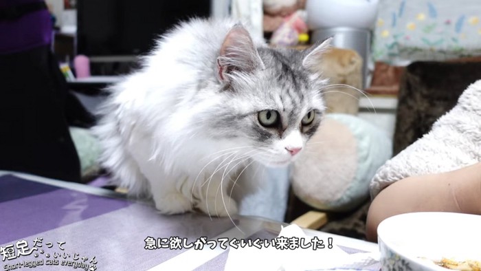 テーブルに前足を乗せる猫