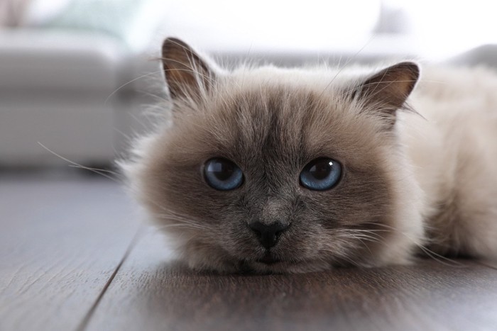 アゴをつけて寝る猫