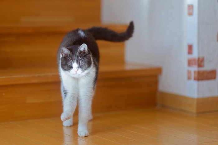 伸び歩く猫