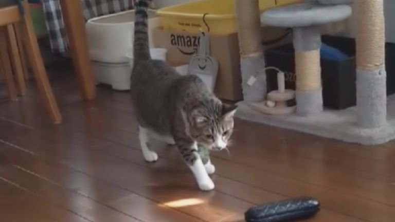 室内にいる猫
