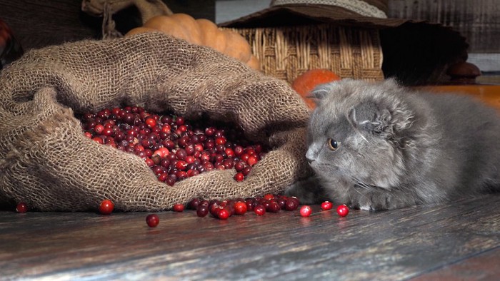 麻袋からこぼれたクランベリーを見つめる猫