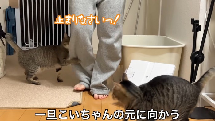 引き止めるうーちゃんと迎えにきたこいちゃん