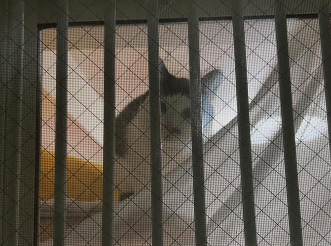 窓の外を覗く猫