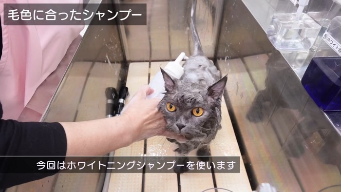 毛色に合ったシャンプー