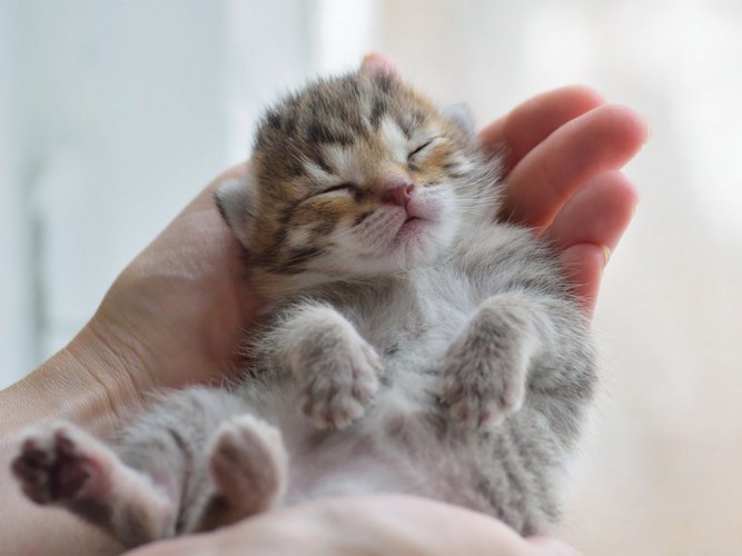 飼い主の手のひらの上で眠る子猫