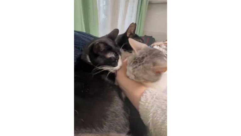 集まっている猫